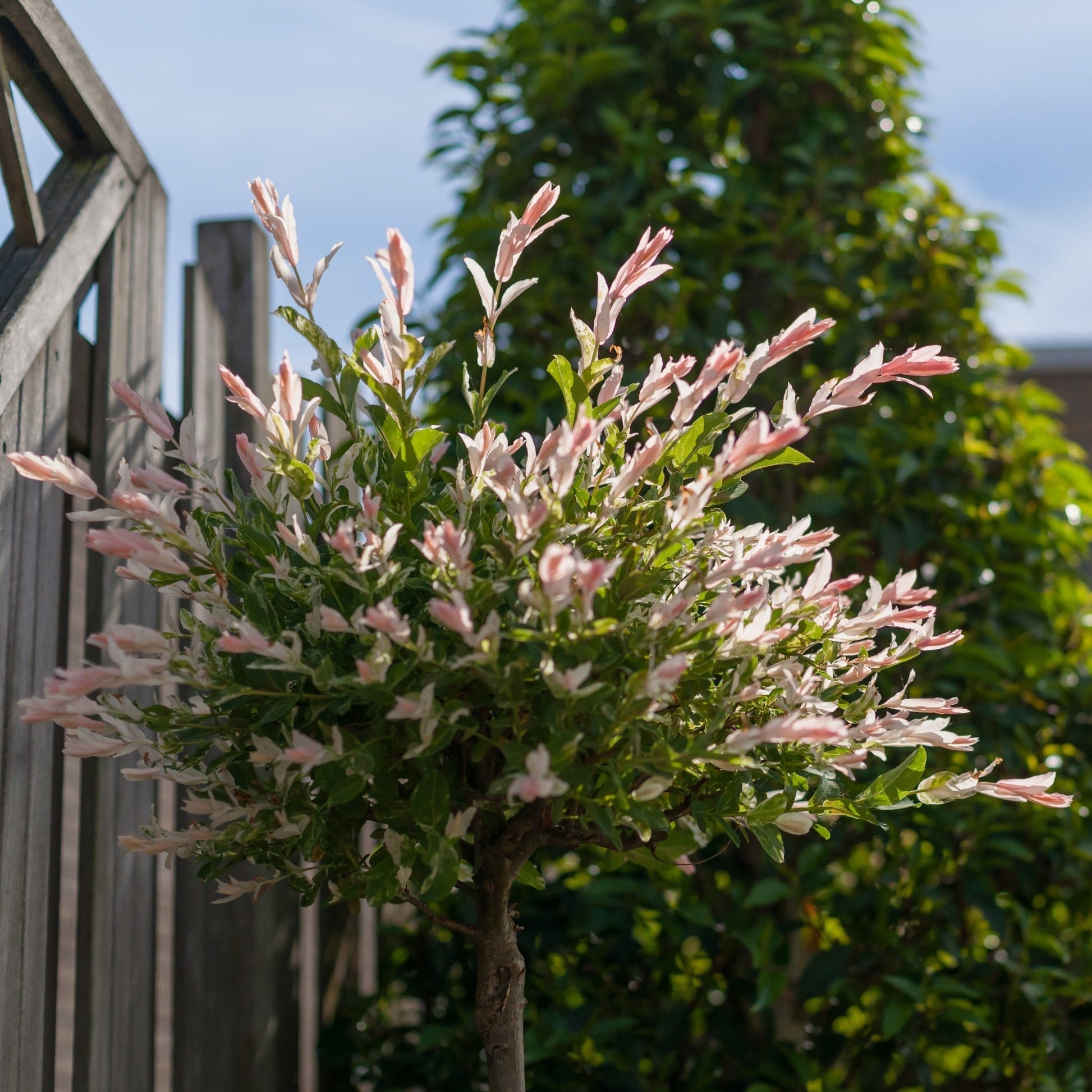 Flamingo Dwarf Willow Tree - Vibrant Pink & Creamy White Variegated Beauty - plants - express.com