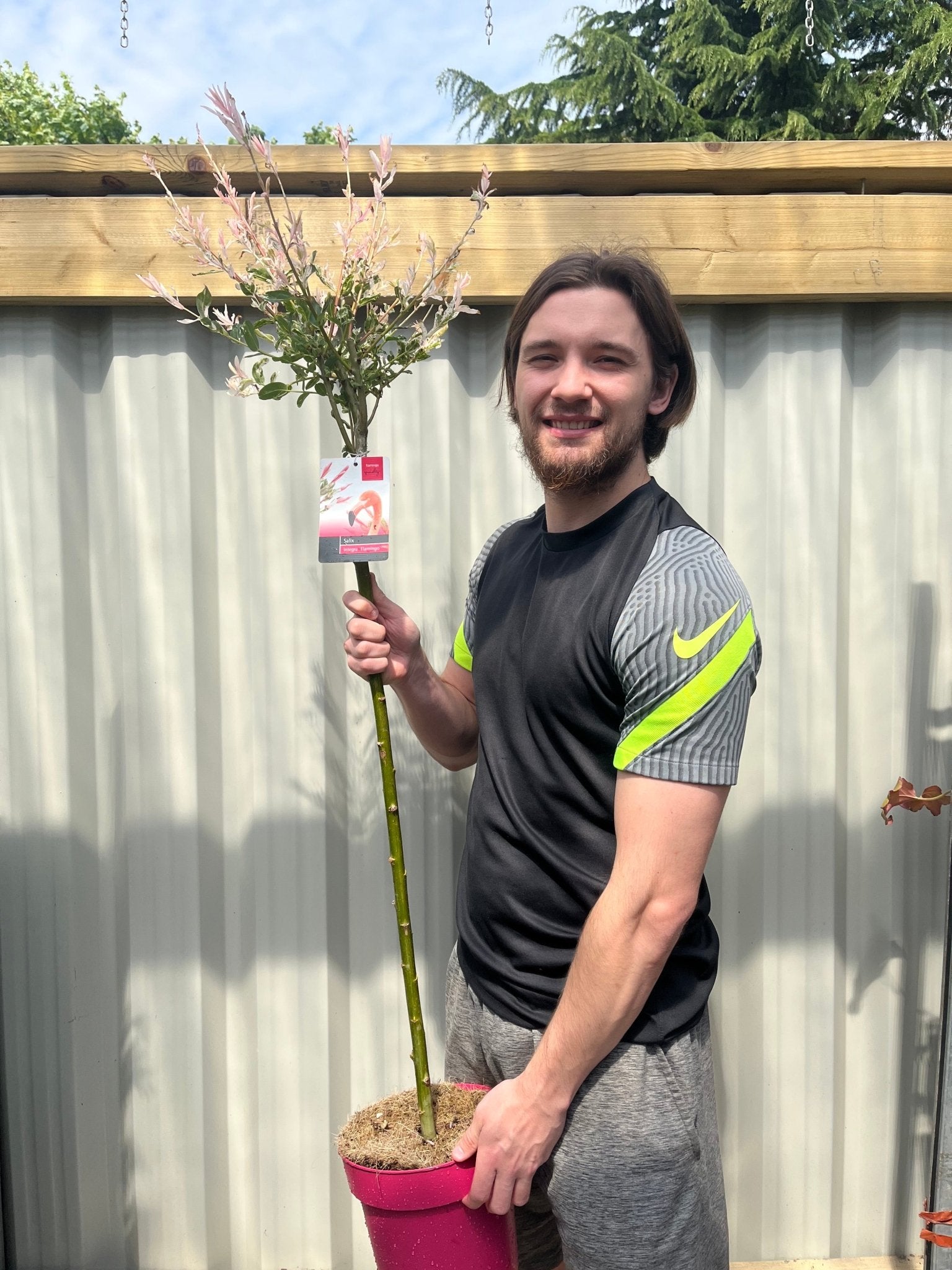 Flamingo Dwarf Willow Tree - Vibrant Pink & Creamy White Variegated Beauty - plants - express.com