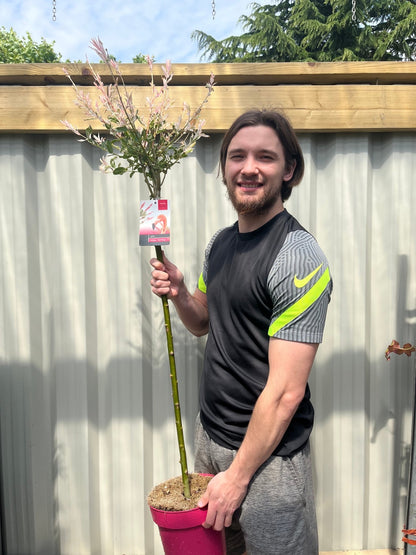 Flamingo Dwarf Willow Tree - Vibrant Pink & Creamy White Variegated Beauty - plants - express.com