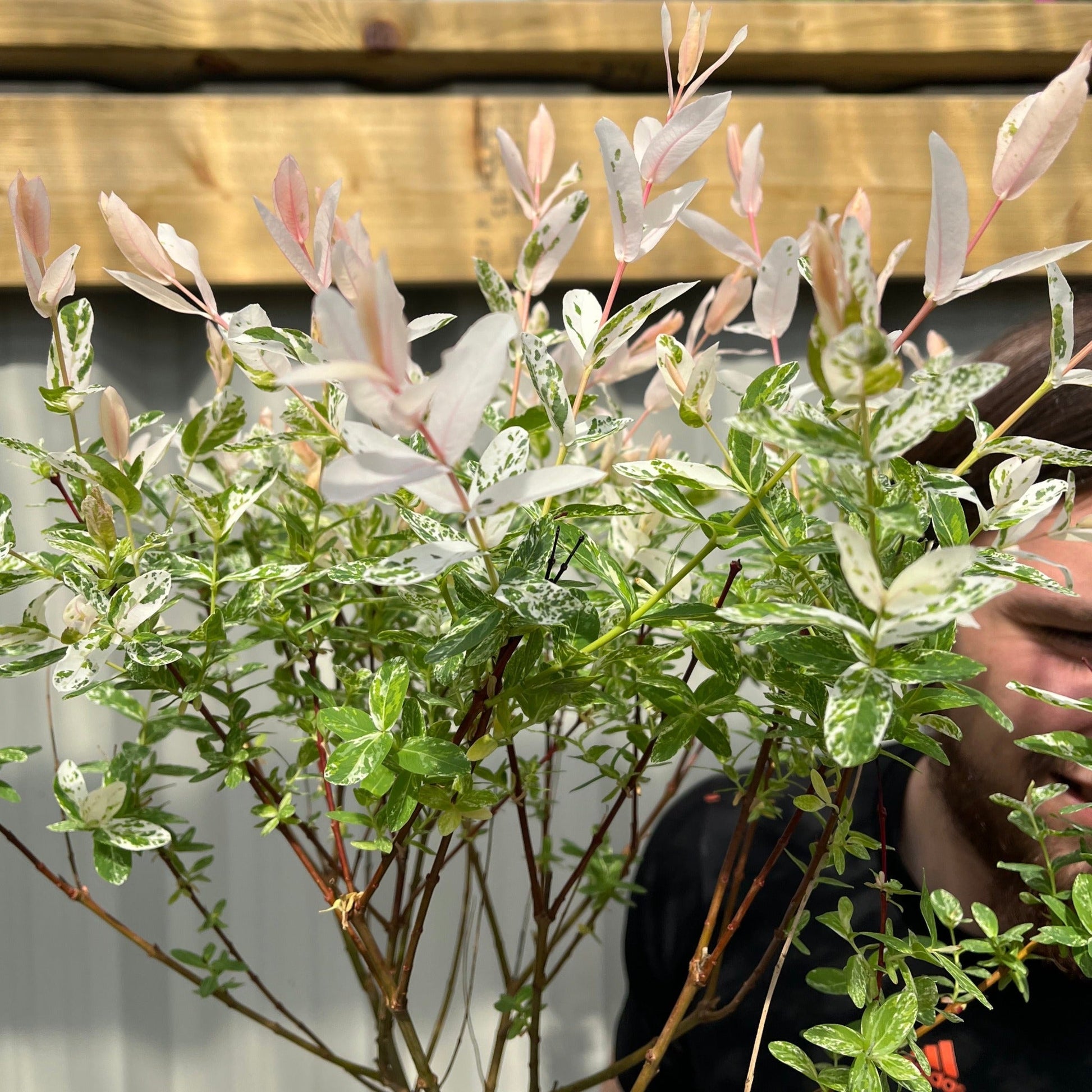 Flamingo Dwarf Willow Tree - Vibrant Pink & Creamy White Variegated Beauty - plants - express.com