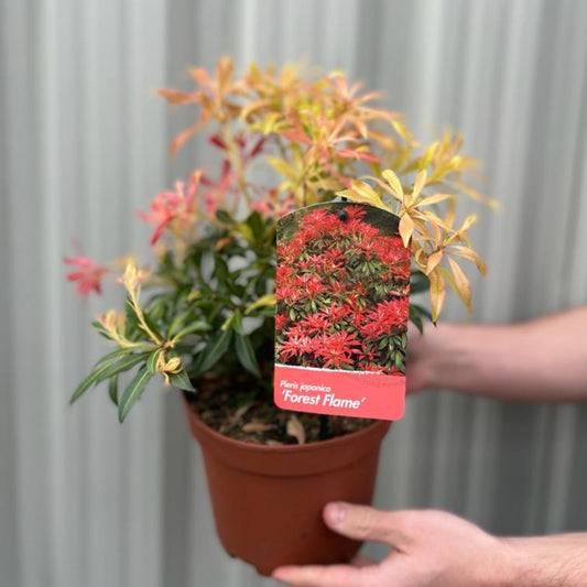 Forest Flame Pieris Japonica – Dramatic Flame - Red Foliage, White Flowers - plants - express.com