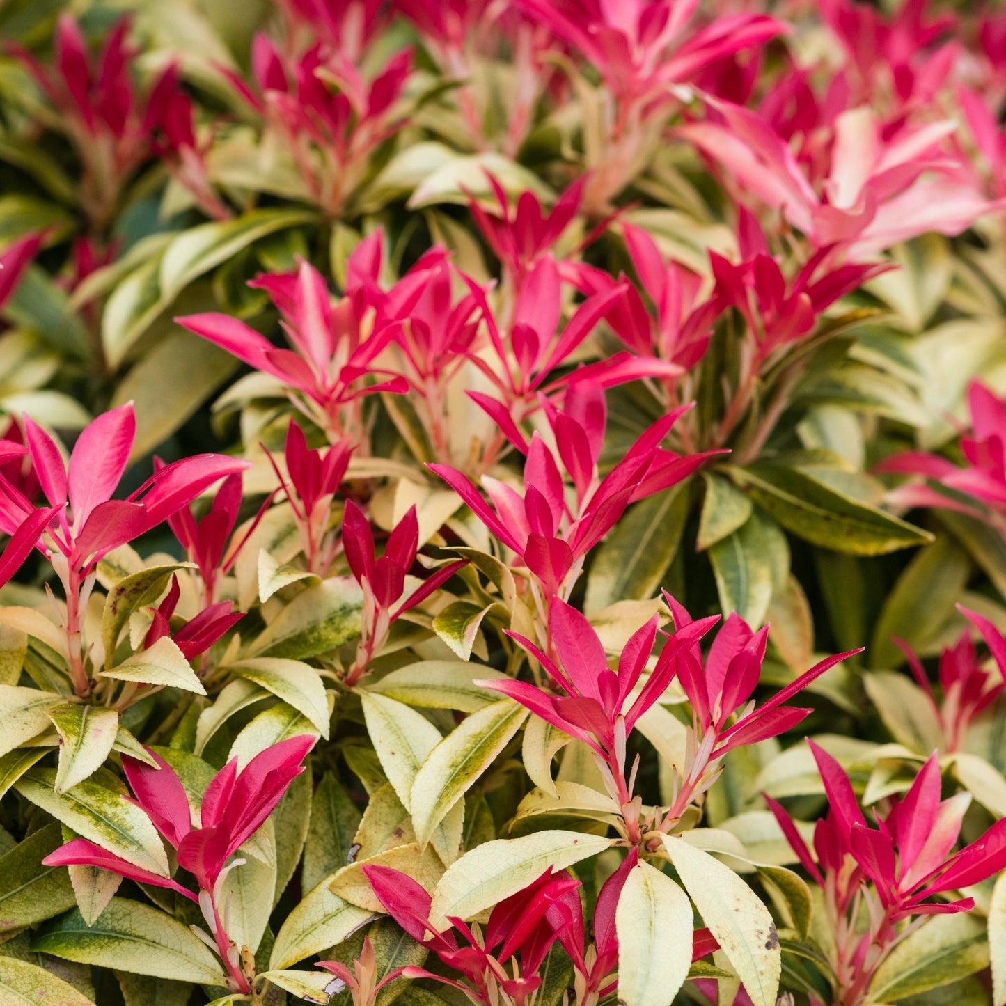 Forest Flame Pieris Japonica – Dramatic Flame - Red Foliage, White Flowers - plants - express.com