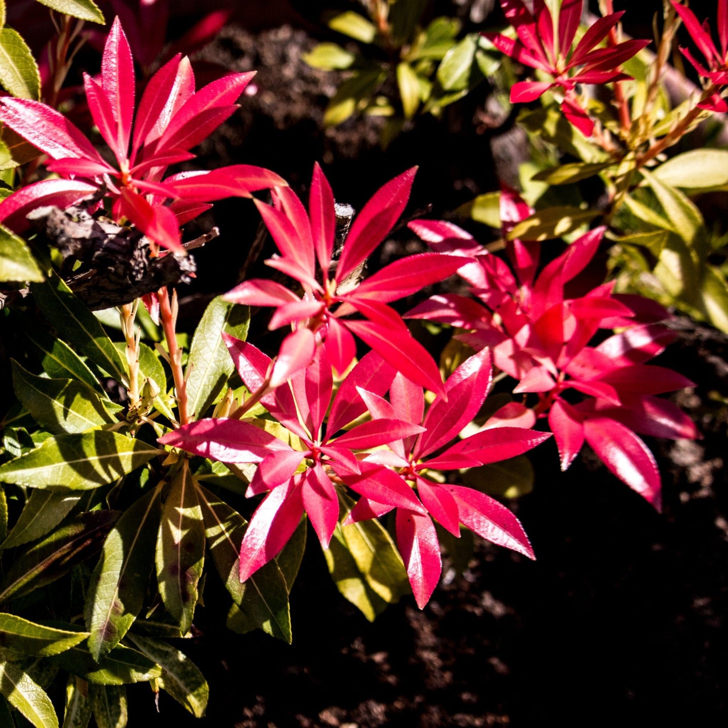 Forest Flame Pieris Japonica – Dramatic Flame - Red Foliage, White Flowers - plants - express.com