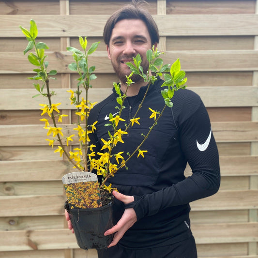 Forsythia x intermedia 'Minigold' 1L/2L - plants - express.com