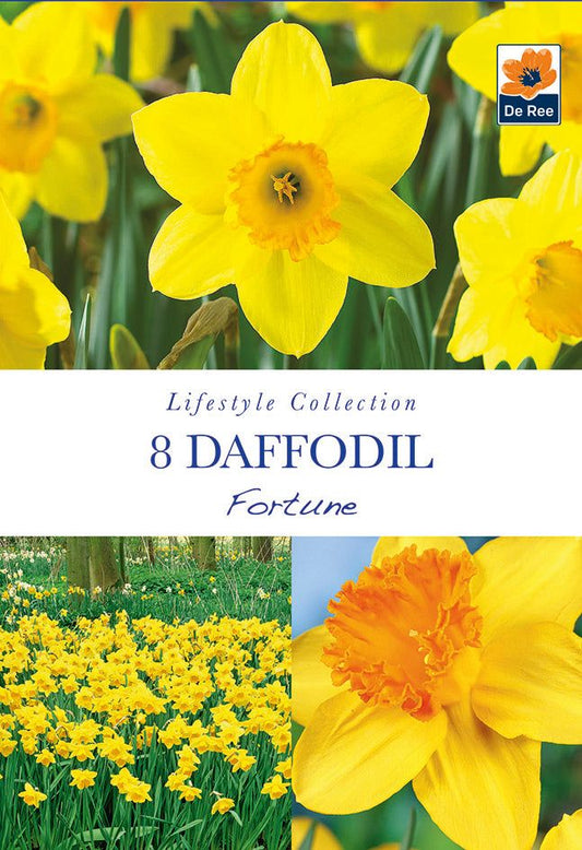 Fortune Daffodil: 8 Bulbs, Large Cupped, Butter Yellow with Orange Trumpet - plants - express.com
