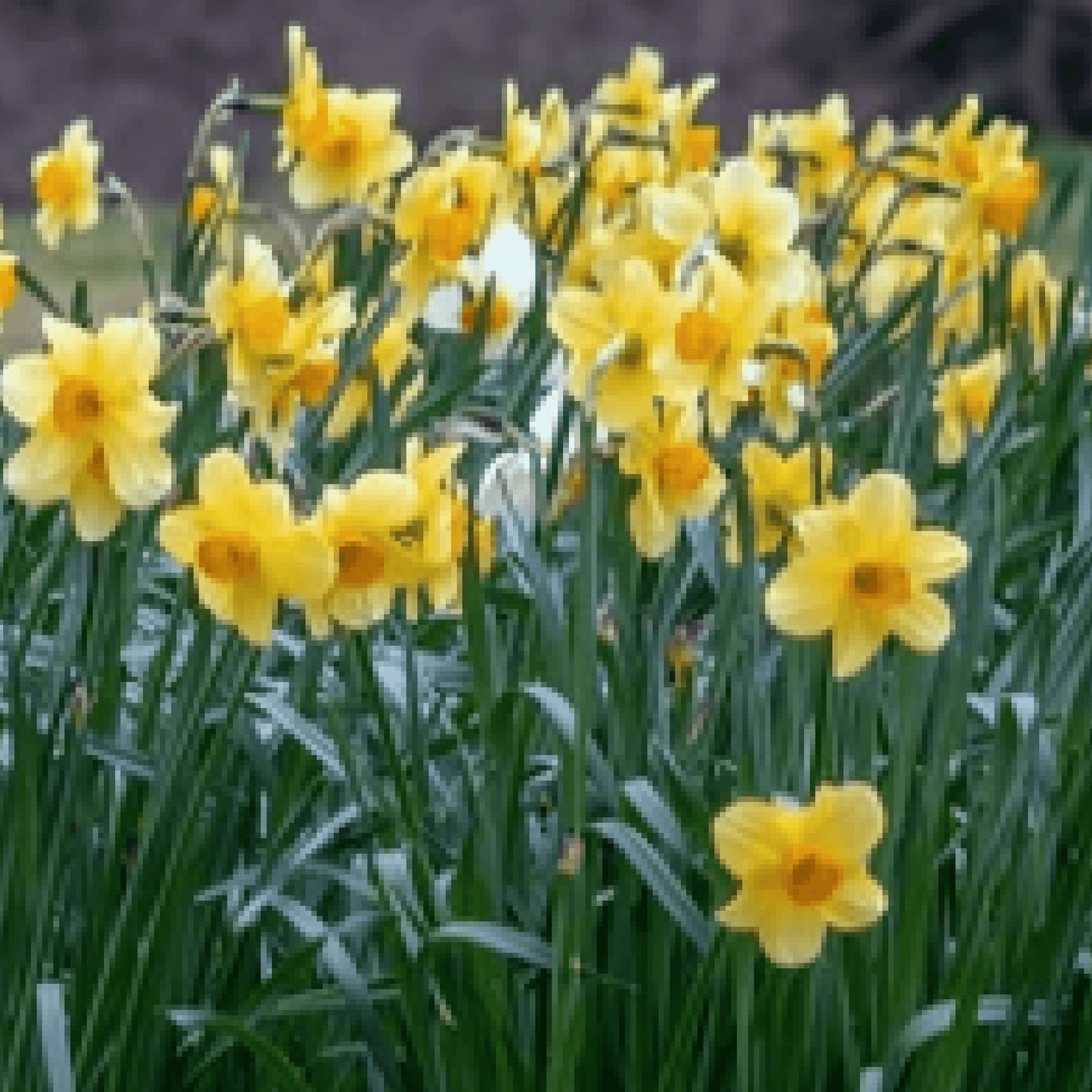 Fortune Daffodil: 8 Bulbs, Large Cupped, Butter Yellow with Orange Trumpet - plants - express.com