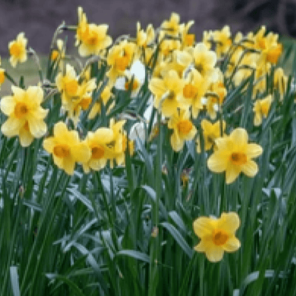 Fortune Daffodil: 8 Bulbs, Large Cupped, Butter Yellow with Orange Trumpet - plants - express.com