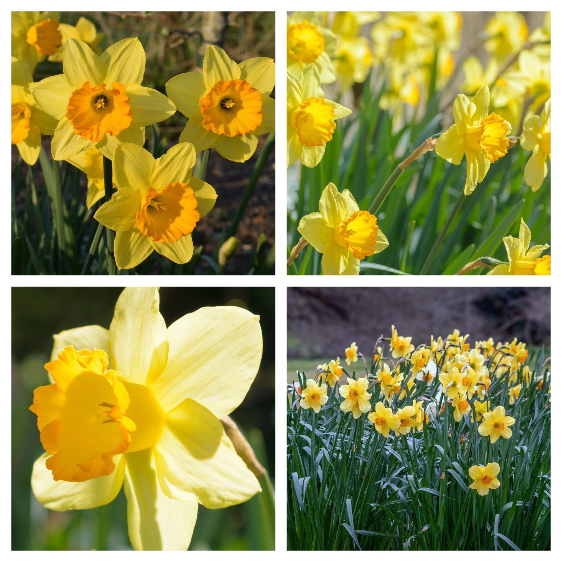 Fortune Daffodil: 8 Bulbs, Large Cupped, Butter Yellow with Orange Trumpet - plants - express.com