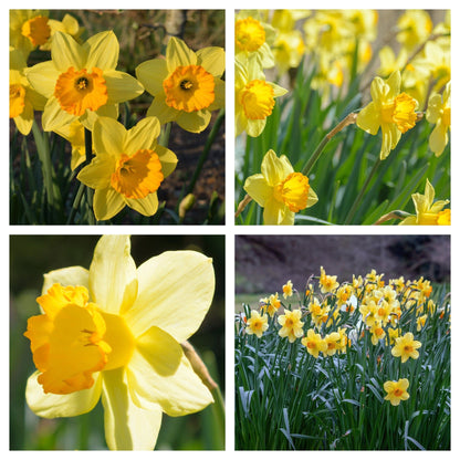 Fortune Daffodil: 8 Bulbs, Large Cupped, Butter Yellow with Orange Trumpet - plants - express.com
