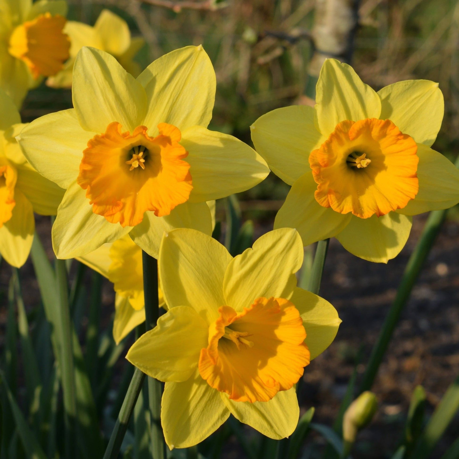 Fortune Daffodil: 8 Bulbs, Large Cupped, Butter Yellow with Orange Trumpet - plants - express.com