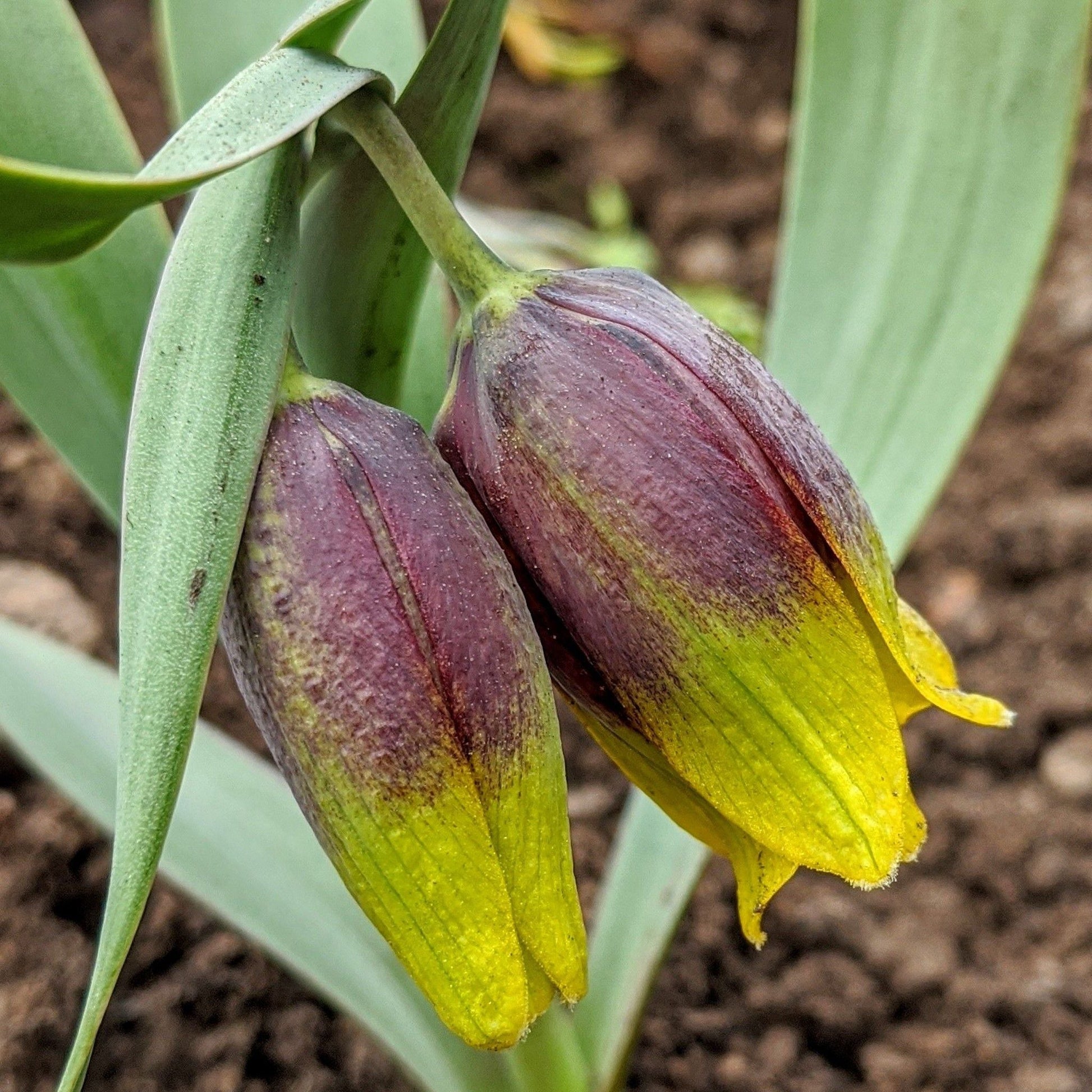 Fox's Grape Fritillaria Uva Vulpis Bulbs – 10 Purple Bells - plants - express.com