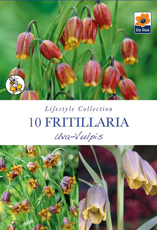 Fox's Grape Fritillaria Uva Vulpis Bulbs – 10 Purple Bells - plants - express.com