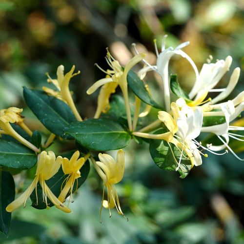 Fragrant Hall's Prolific Honeysuckle - Vigorous Blooms, 70cm Beauty - plants - express.com