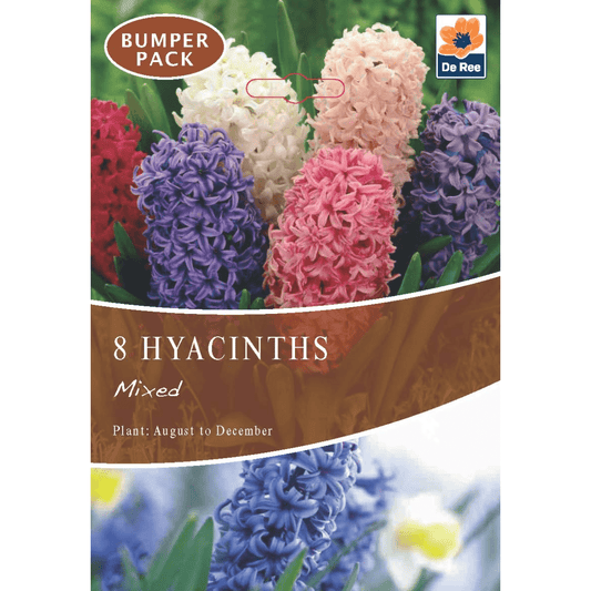 Fragrant Hyacinth Mix Bulbs – Vibrant Spring Blooms for Garden & Containers - plants - express.com