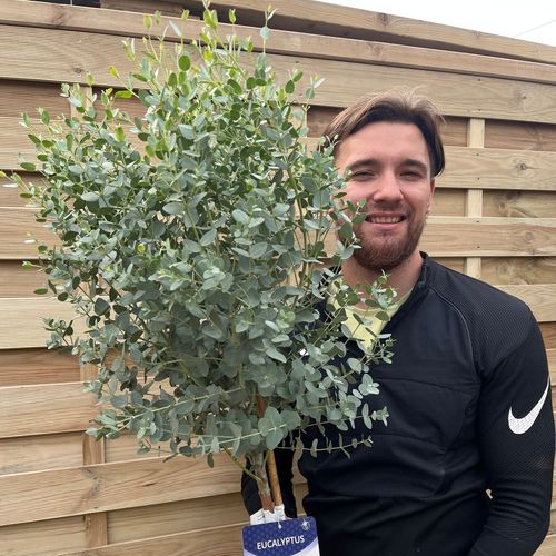 Fragrant Standard Eucalyptus Gunnii Tree - Hardy & Low Maintenance! - plants - express.com