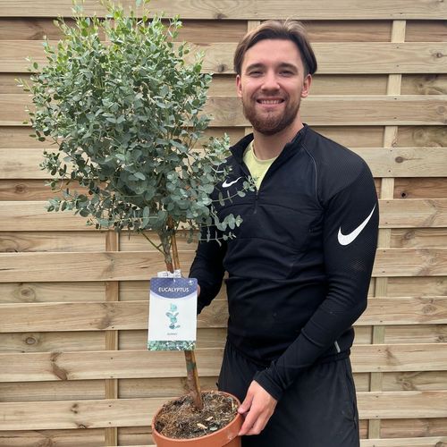 Fragrant Standard Eucalyptus Gunnii Tree - Hardy & Low Maintenance! - plants - express.com