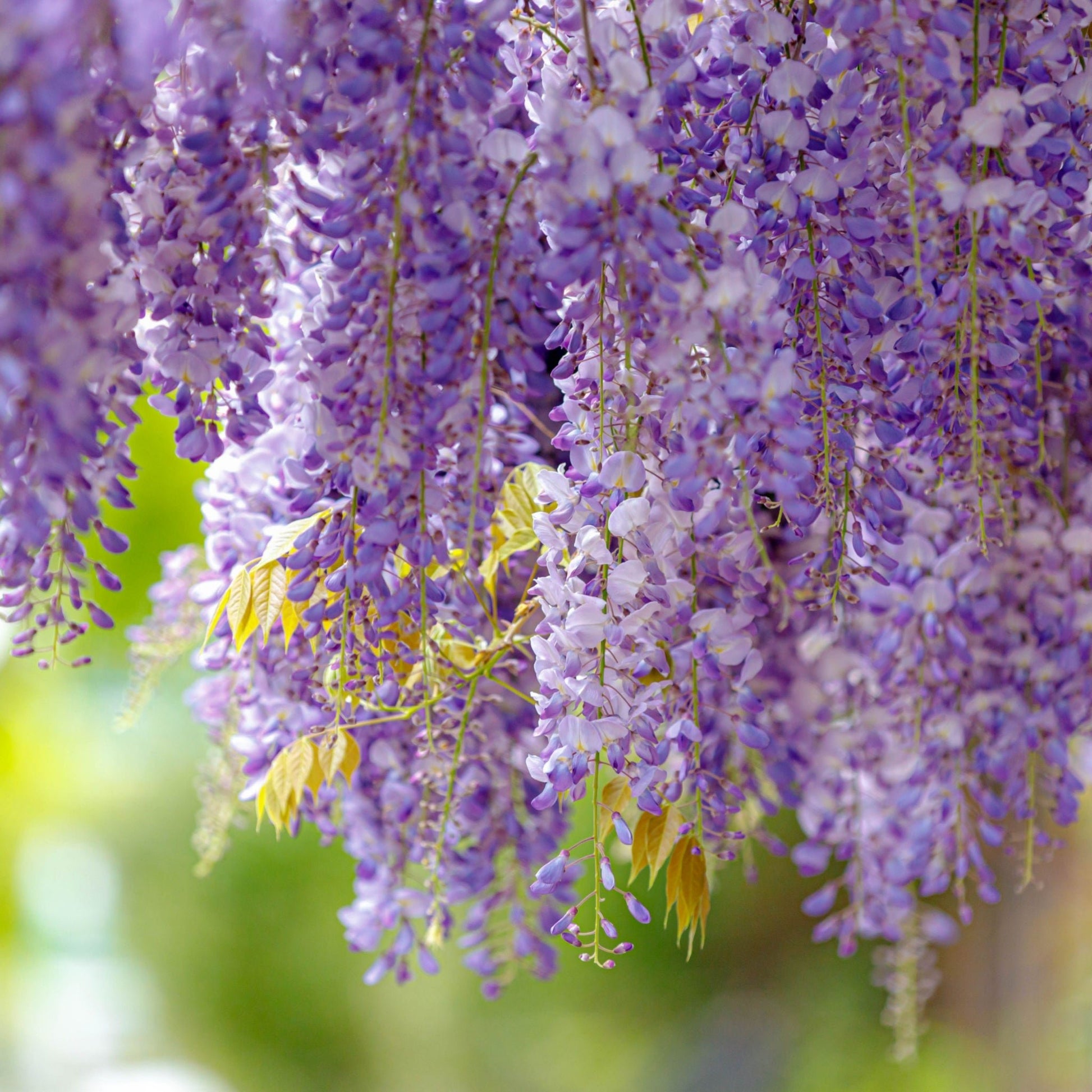 Fragrant Wisteria Sinensis – Stunning 100cm Climber in 4L Pot for Your Garden - plants - express.com