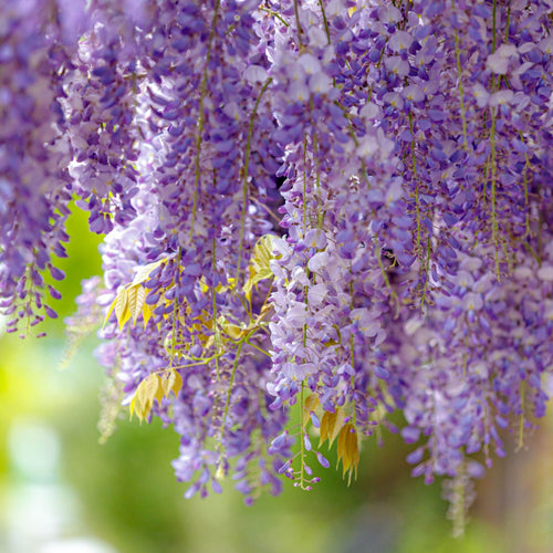 Fragrant Wisteria Sinensis – Stunning 100cm Climber in 4L Pot for Your Garden - plants - express.com