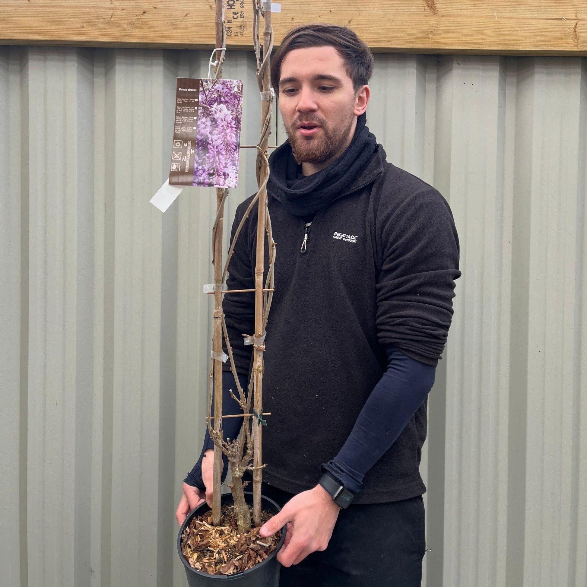 Fragrant Wisteria Sinensis – Stunning 100cm Climber in 4L Pot for Your Garden - plants - express.com