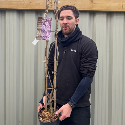 Fragrant Wisteria Sinensis – Stunning 100cm Climber in 4L Pot for Your Garden - plants - express.com