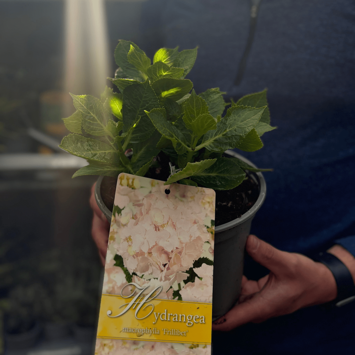 Frillibet Lacecap Hydrangea - Elegant Blooms in Blush Pink & Pale Blue - plants - express.com