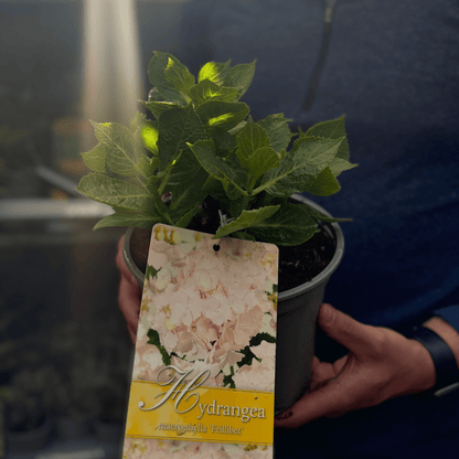 Frillibet Lacecap Hydrangea - Elegant Blooms in Blush Pink & Pale Blue - plants - express.com