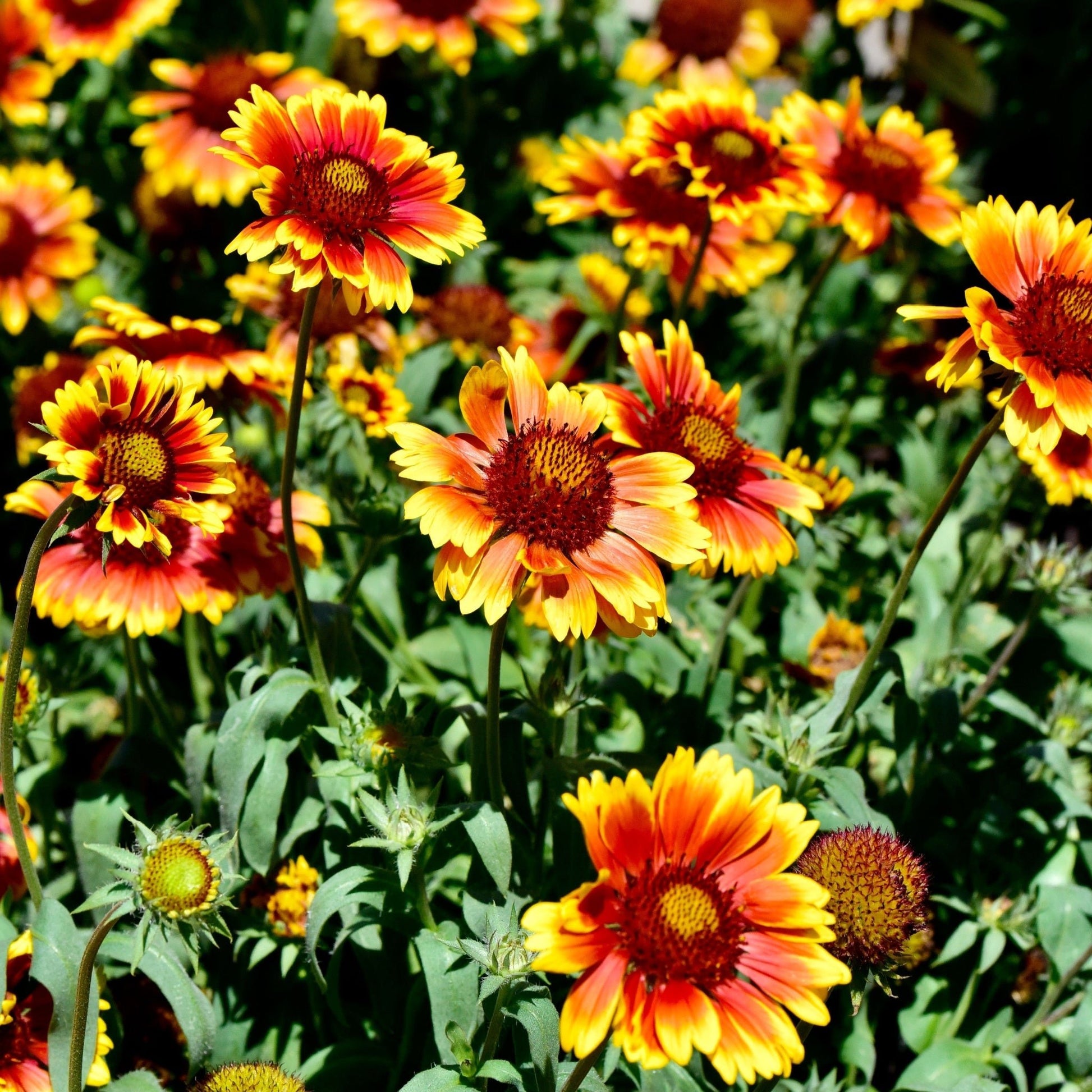 Gaillardia 'Arizona Sun' 9cm/2L - plants - express.com
