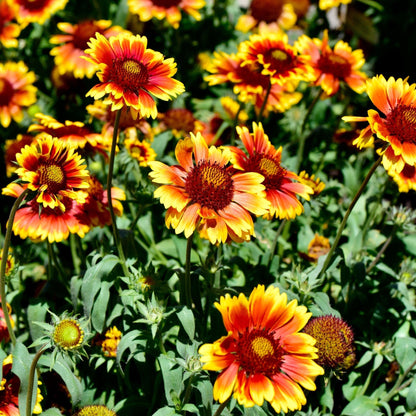 Gaillardia 'Arizona Sun' 9cm/2L - plants - express.com