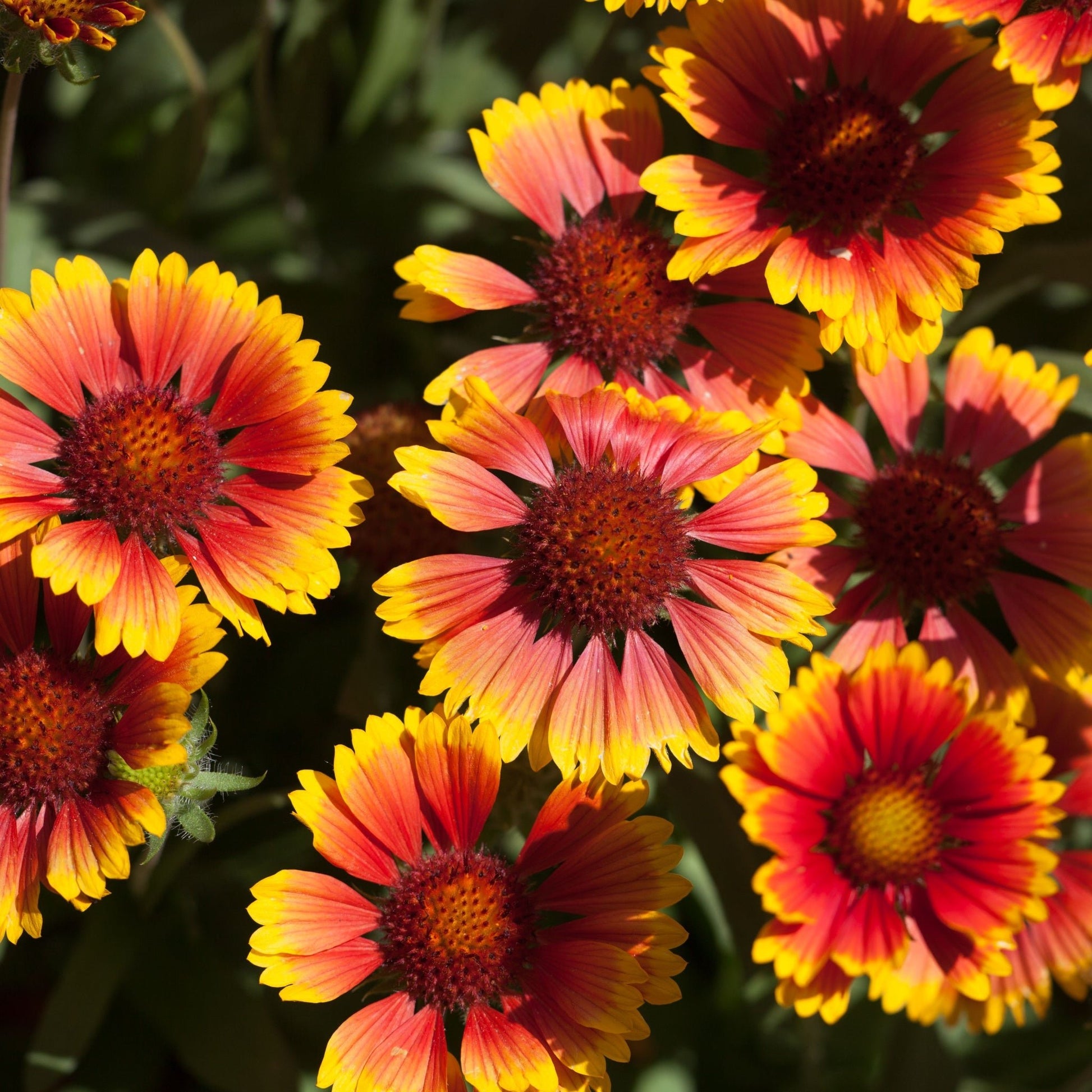 Gaillardia 'Arizona Sun' 9cm/2L - plants - express.com