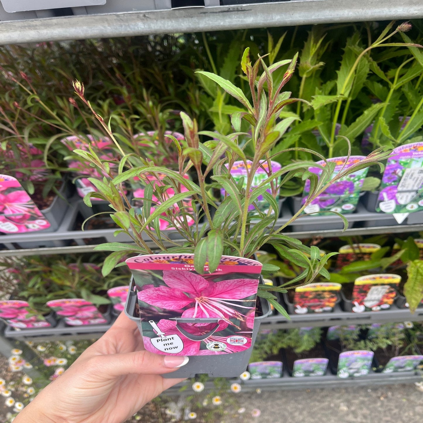 Gaura 'Siskiyou Pink' (9cm) - plants - express.com