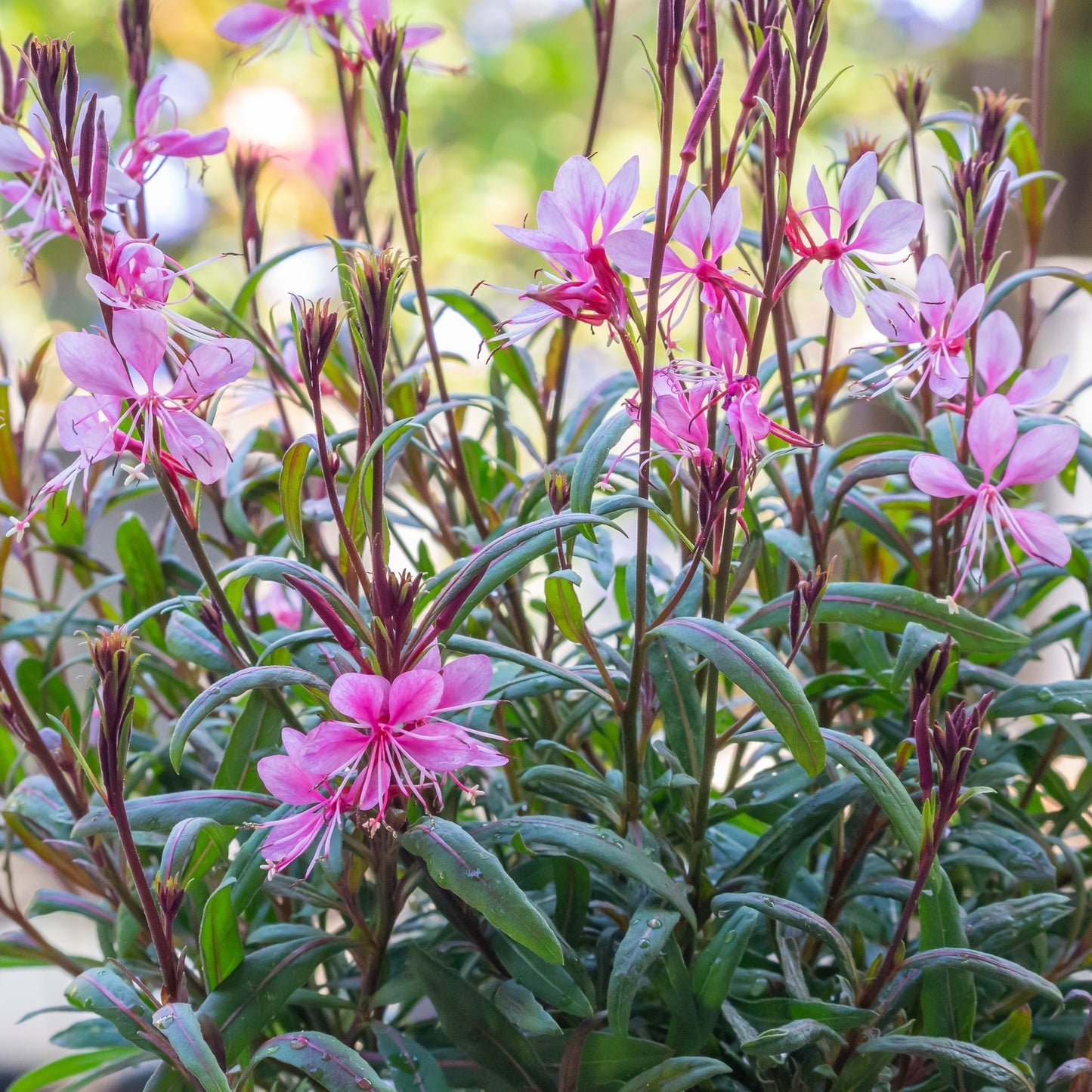 Gaura 'Siskiyou Pink' (9cm) - plants - express.com