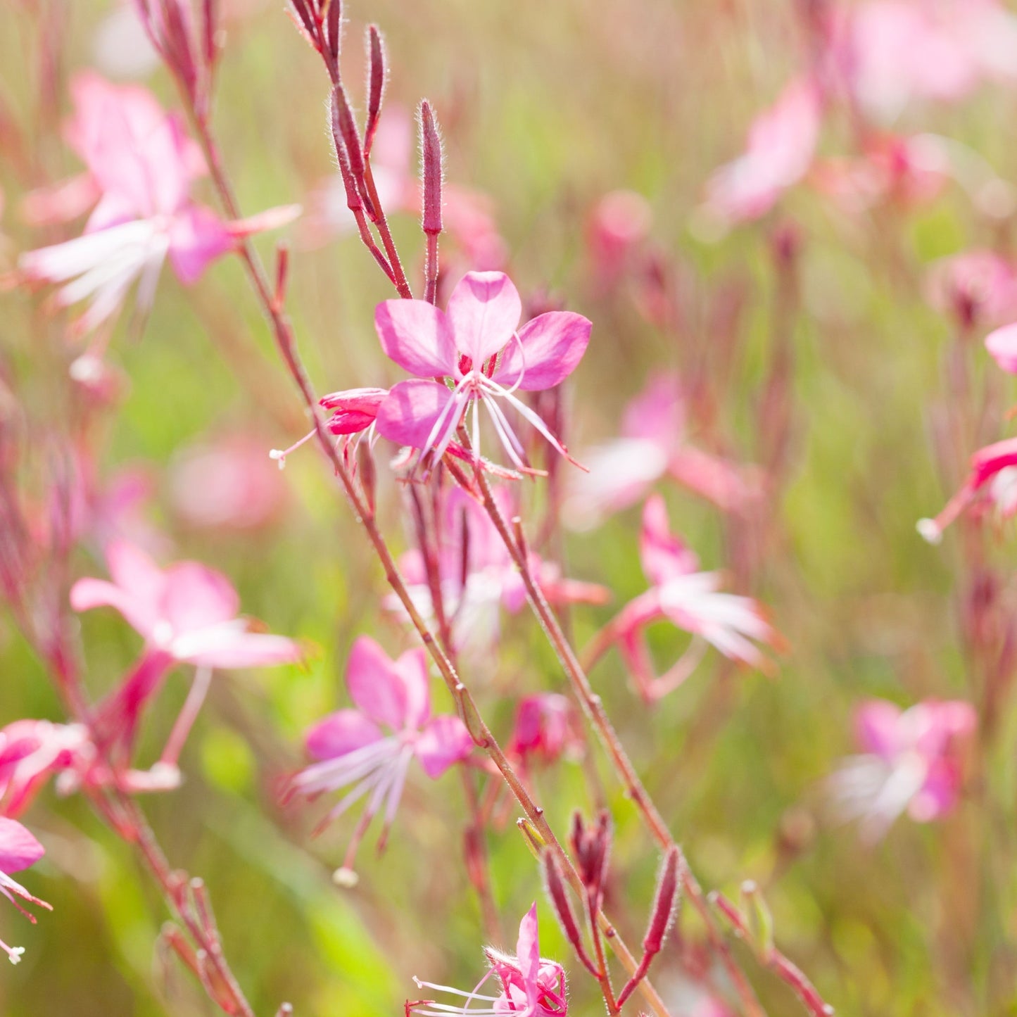 Gaura 'Siskiyou Pink' (9cm) - plants - express.com