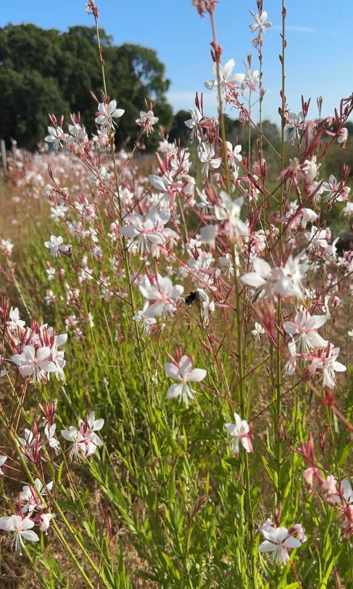 Gaura 'The Bride' – plants-express.com