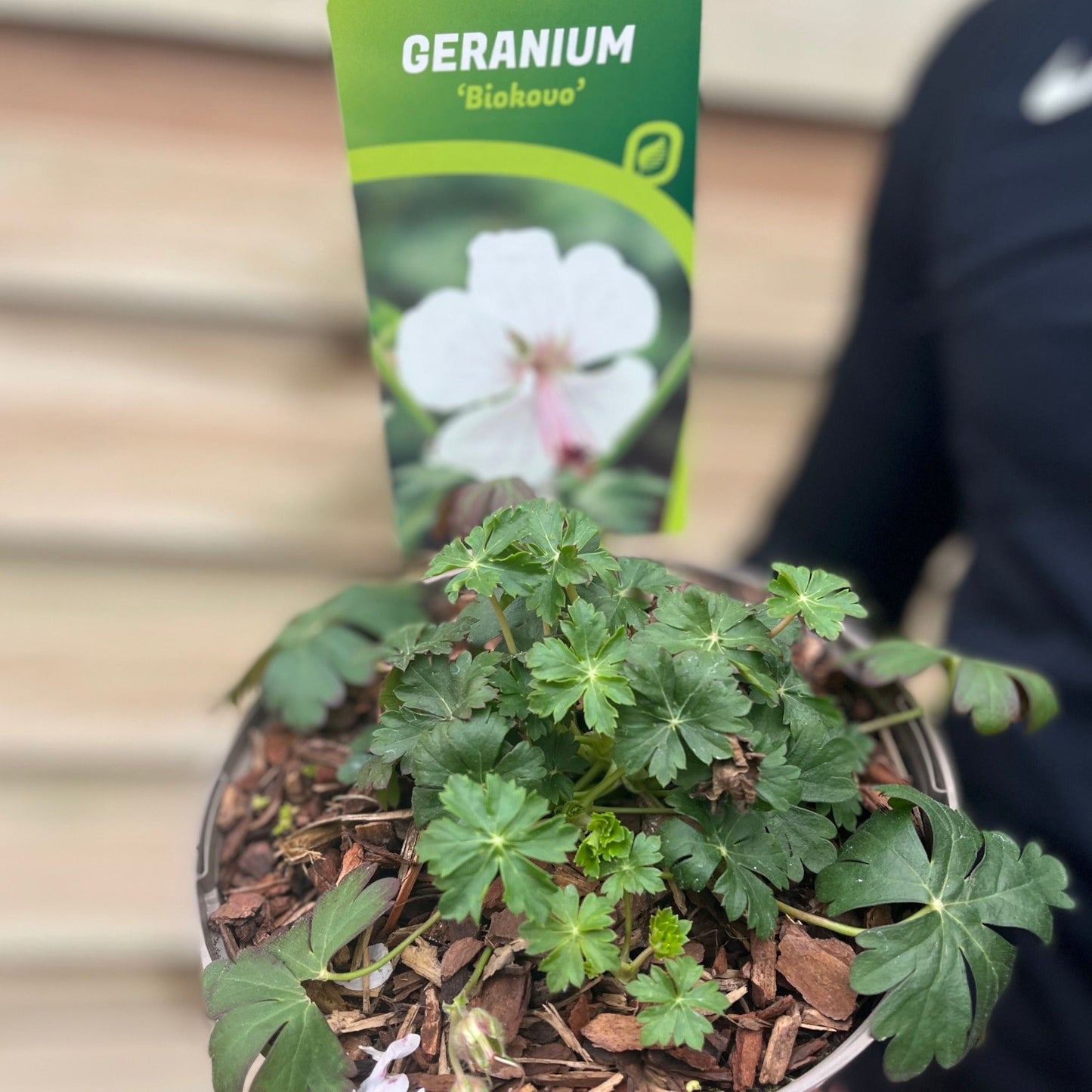 Geranium Biokovo Cranesbill - Delicate Pink Blooms, 9cm/2L Pot - plants - express.com