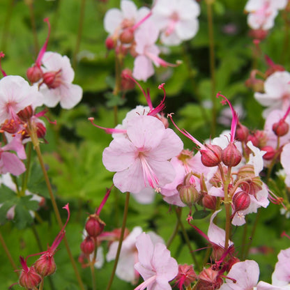 Geranium Biokovo Cranesbill - Delicate Pink Blooms, 9cm/2L Pot - plants - express.com