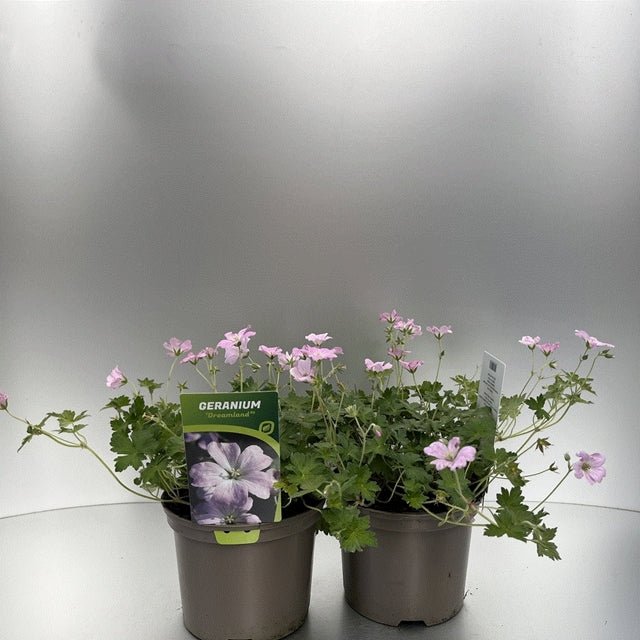 Geranium Dreamland 2L - Hardy, Semi - Evergreen Summer Blooms - plants - express.com