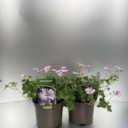 Geranium Dreamland 2L - Hardy, Semi - Evergreen Summer Blooms - plants - express.com