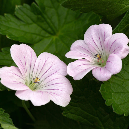 Geranium Dreamland 2L - Hardy, Semi - Evergreen Summer Blooms - plants - express.com