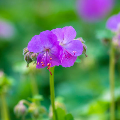 Geranium Karmina - Hardy Semi - Evergreen Perennial, Blooms Summer to Frost - plants - express.com