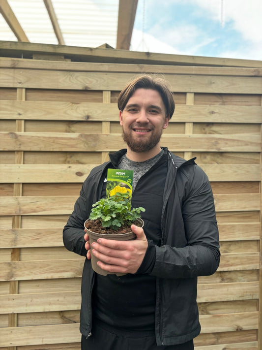 Geum 'Banana Daiquiri' 2L - plants - express.com