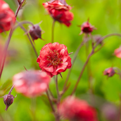 Geum 'Flames of Passion' 9cm - plants - express.com