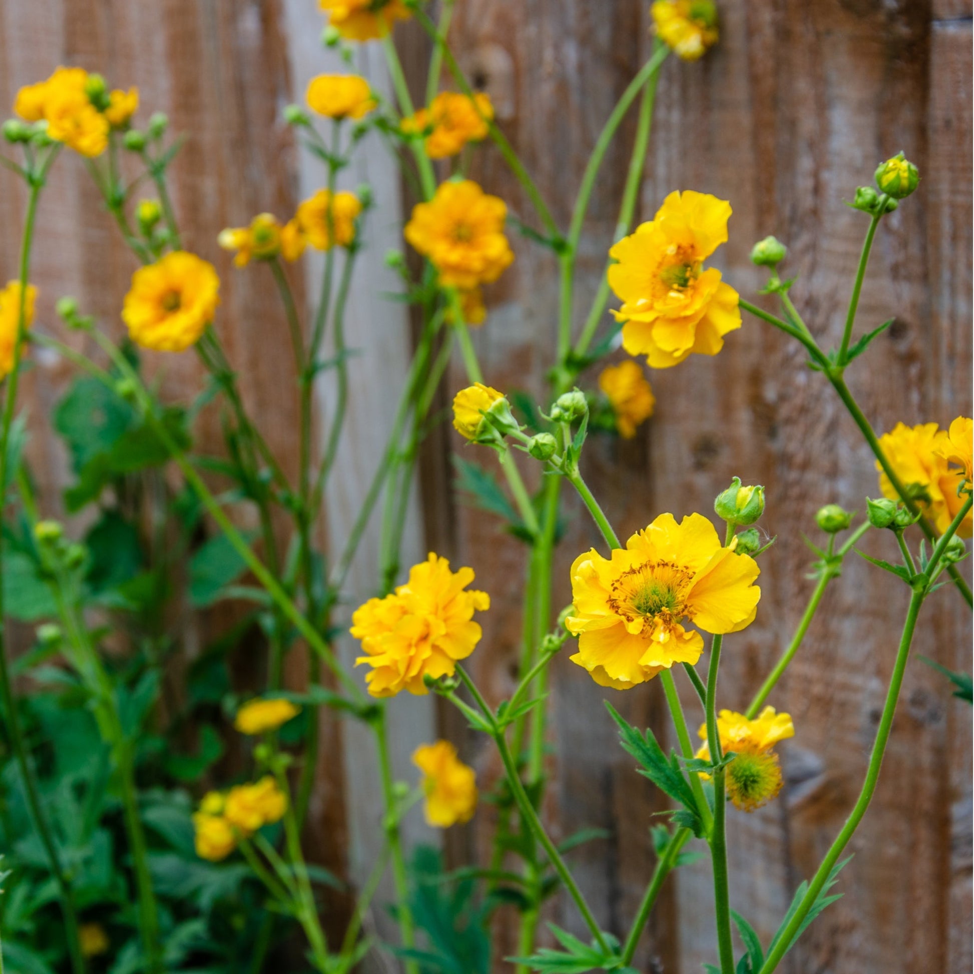 Geum 'Lady Stratheden': Golden - Flowered Perennial for Borders - plants - express.com
