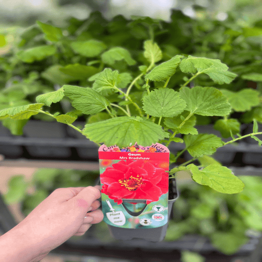 Geum 'Mrs Bradshaw' - Bright Orange Avens in 9cm/1.5L/3L Pot - plants - express.com