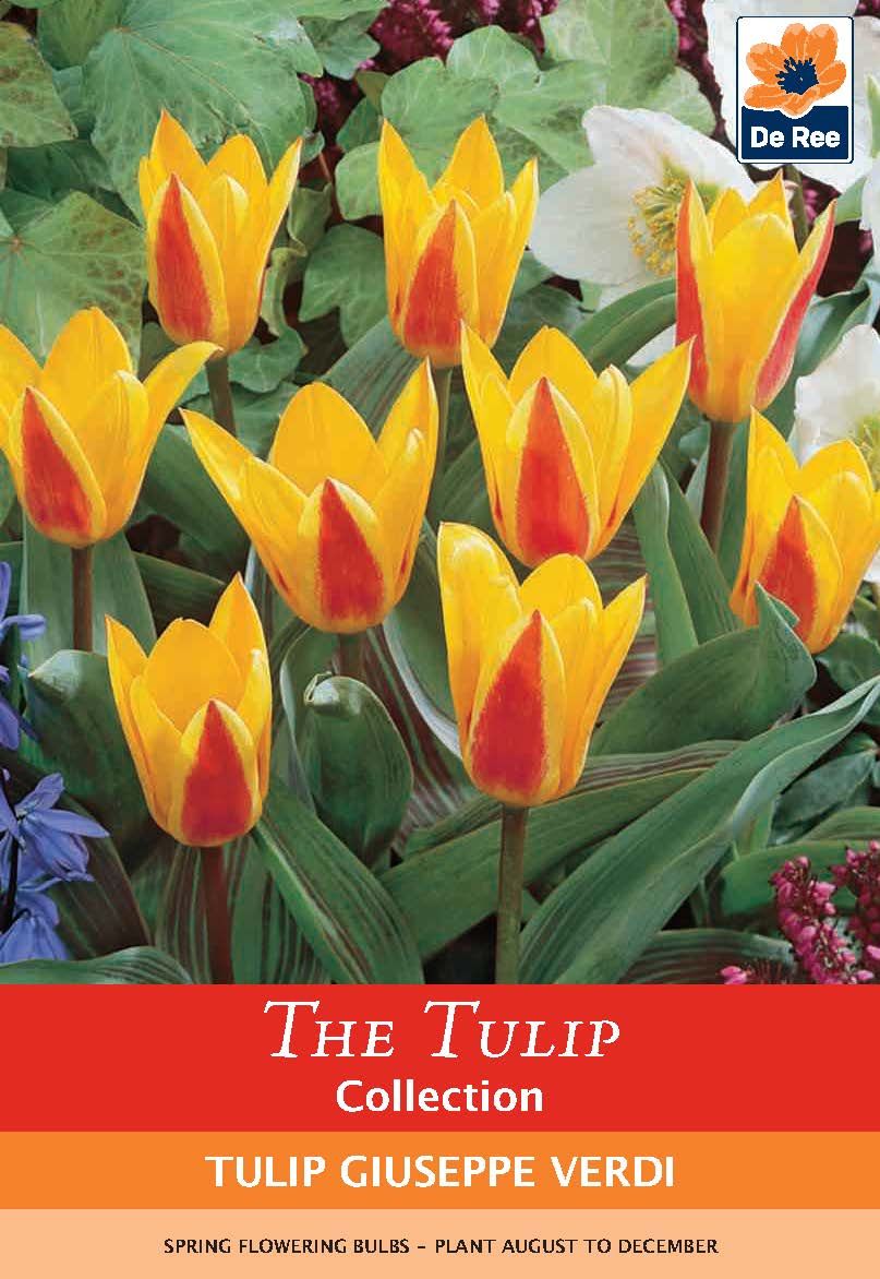 Giuseppe Verdi Tulip: Bold Red Stripes on Golden Petals, 7 Bulbs - plants - express.com