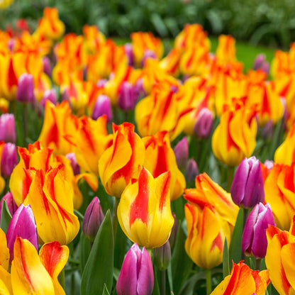 Giuseppe Verdi Tulip: Bold Red Stripes on Golden Petals, 7 Bulbs - plants - express.com