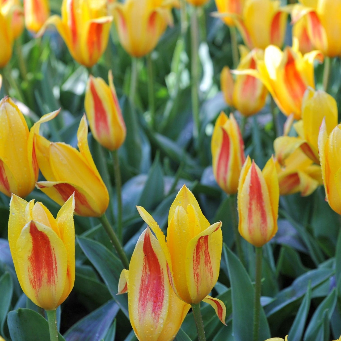 Giuseppe Verdi Tulip: Bold Red Stripes on Golden Petals, 7 Bulbs - plants - express.com