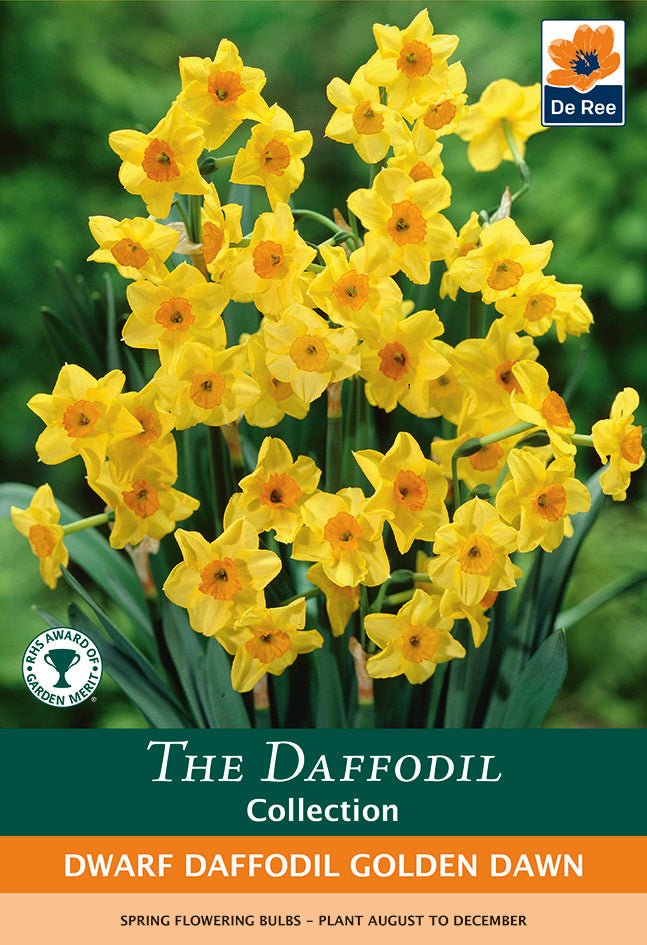 Golden Dawn Dwarf Daffodil Bulbs - Canary Yellow, Fragrant, 8 - Pack - plants - express.com