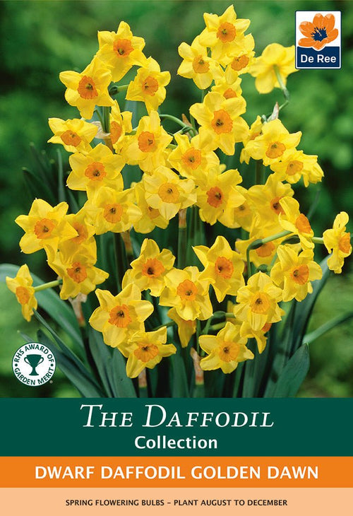Golden Dawn Dwarf Daffodil Bulbs - Canary Yellow, Fragrant, 8 - Pack - plants - express.com