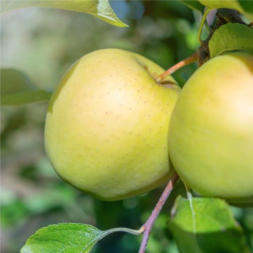 Golden Delicious Dwarf Apple Tree - Perfect for Patios & Balconies! - plants - express.com