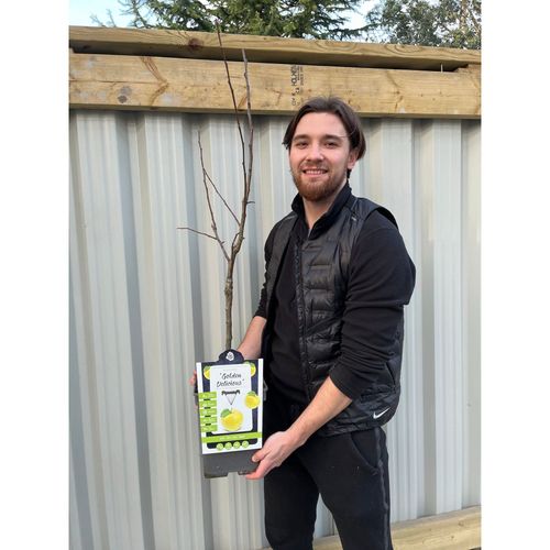 Golden Delicious Dwarf Apple Tree - Perfect for Patios & Balconies! - plants - express.com